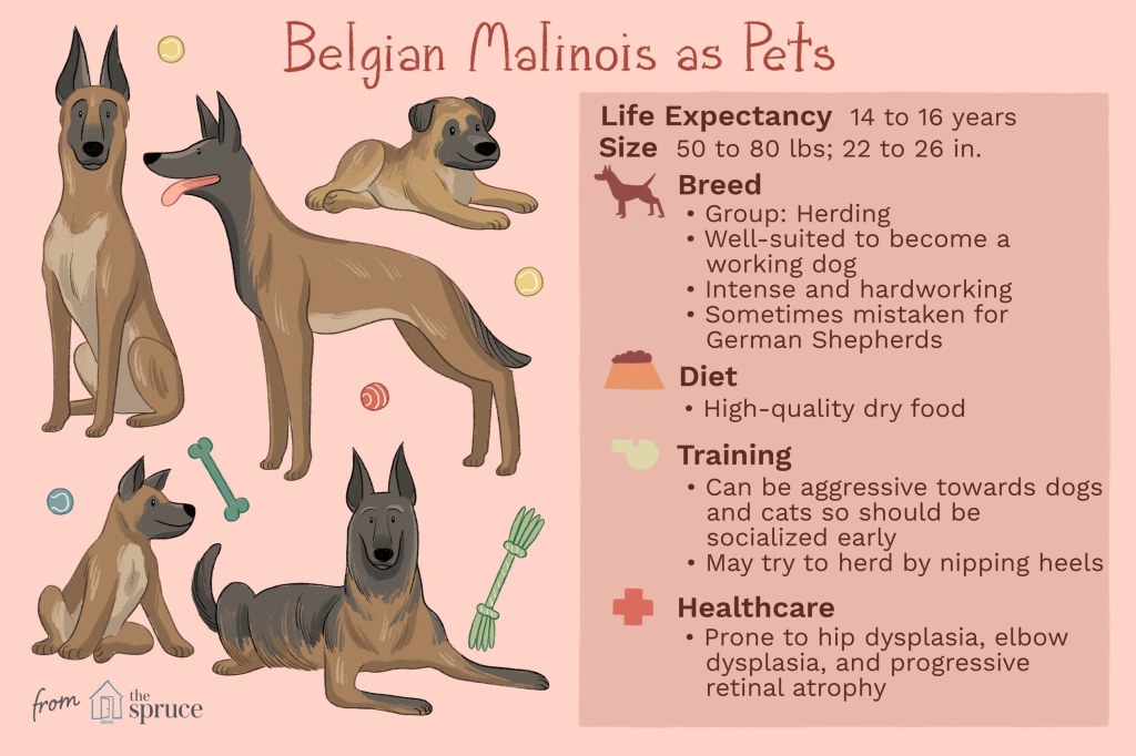 Picture of: Belgian Malinois: Dog Breed Characteristics & Care