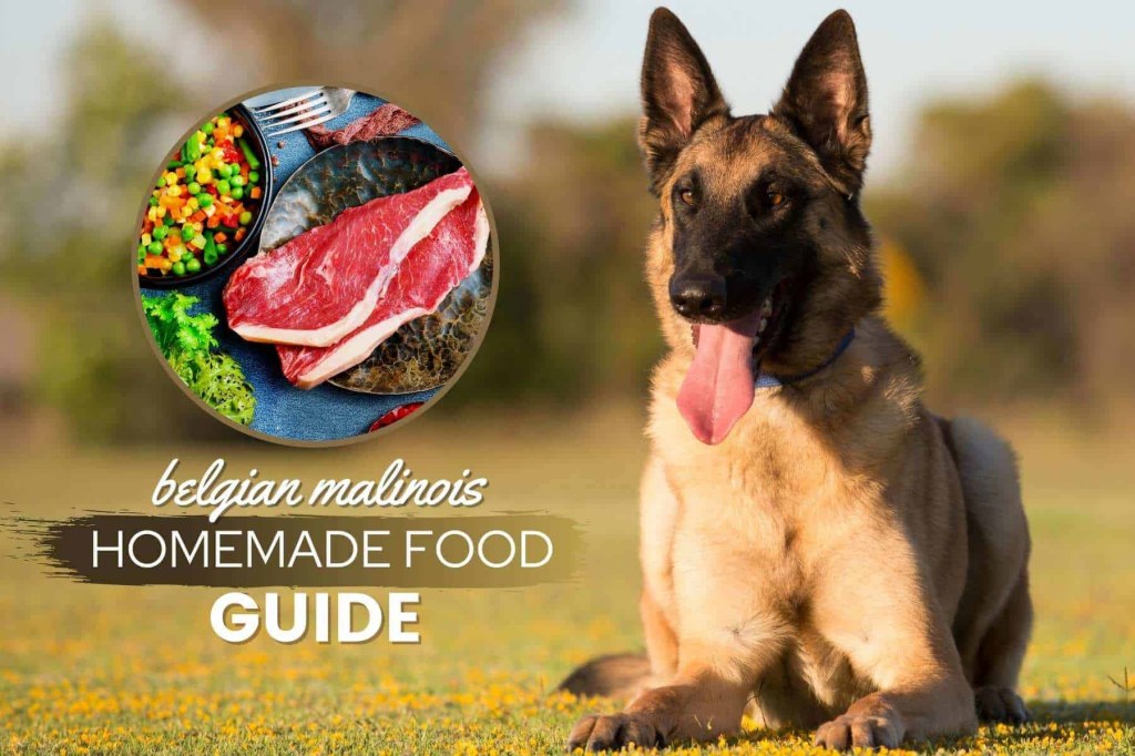 Picture of: Belgian Malinois Homemade Food Guide & Recipes – Canine Bible