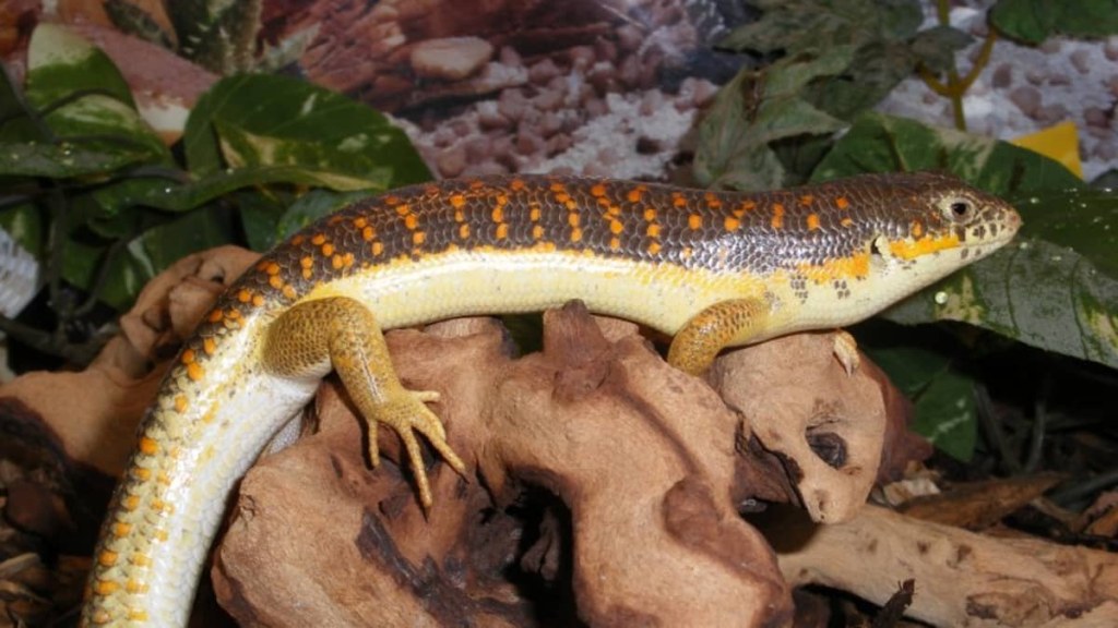 Picture of: Berber Skink Care – The Basics – HubPages