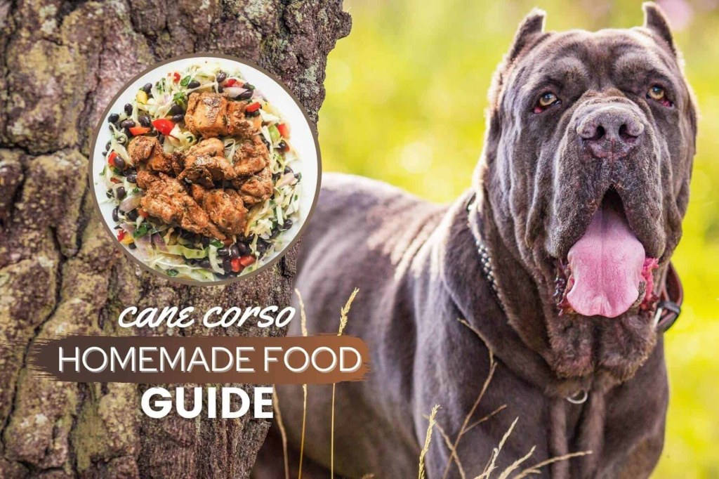 Picture of: Cane Corso Homemade Dog Food Guide: Recipes & Nutrition Tips