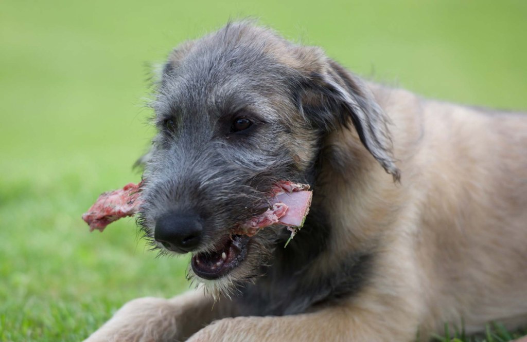 Picture of: Diet & Nutrition — Bonaforte Irish Wolfhounds