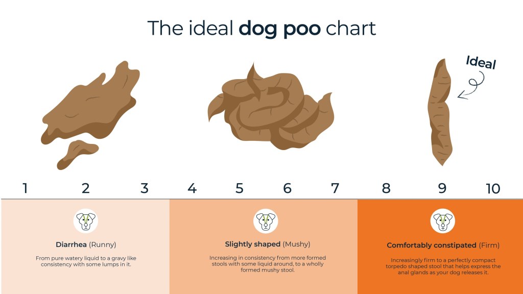 Picture of: Do Dogs Poop Less On A Bland Diet – BabelBark