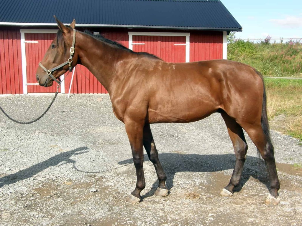 Picture of: Forage-Only Diet a ‘Win’ for Standardbred Racehorses – The Horse