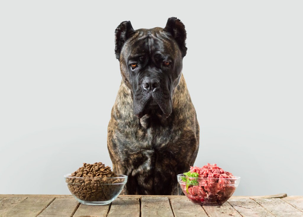 Picture of: How To Transition Your Dog to a Raw Diet  Primal Pooch