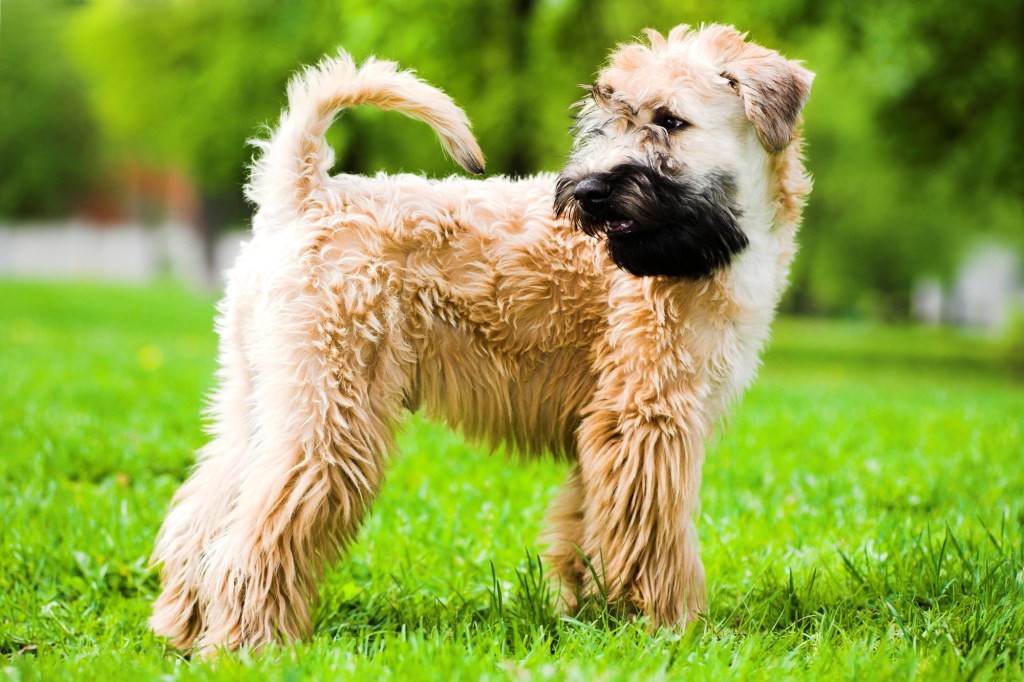 Picture of: Irish Soft Coated Wheaten Terrier  Breed portrait
