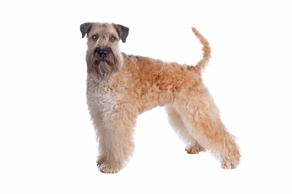 Picture of: Irish Soft Coated Wheaten Terrier  Breed portrait