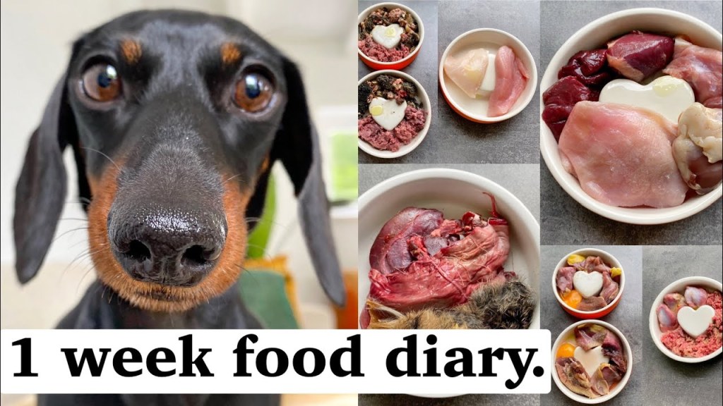 Picture of: Mini Dachshunds on a raw diet.
