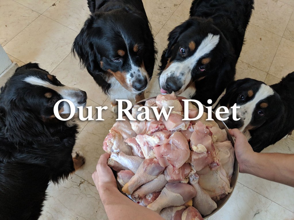 Picture of: Raw Feeding Guide, Holistic Diet for Dogs — BernerHaus