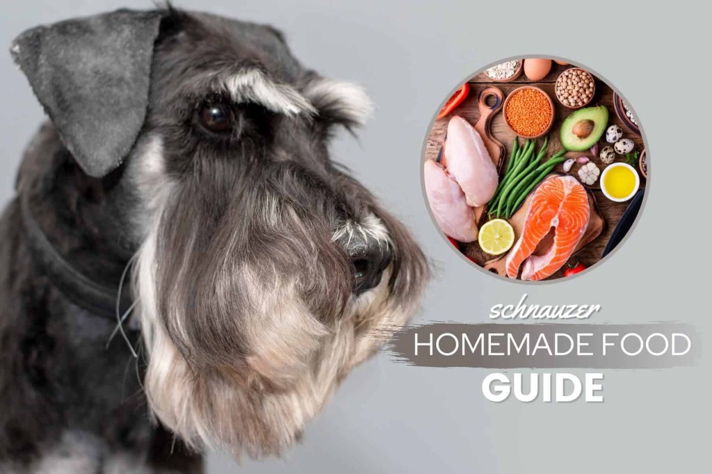 Picture of: Schnauzer Homemade Dog Food Guide: Recipes & Nutrition Advice