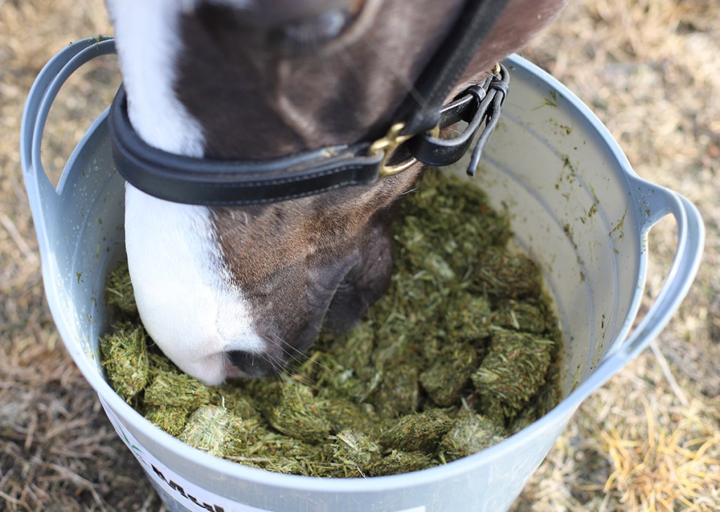 Picture of: What to feed a horse or pony with laminitis